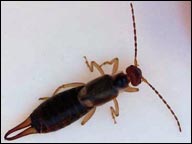 earwigs