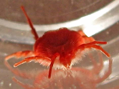 Velvet Mite (Family Trombidiidae, Dinothrombium spp.)