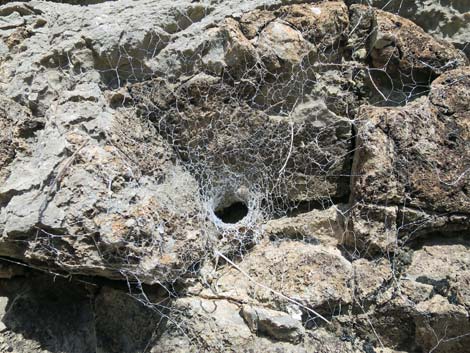 Funnel-Weaver Spiders (Family Agelenidae)