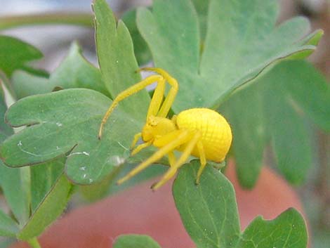 Crab Spider (Family Thomisidae)