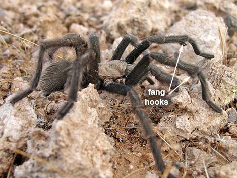 Desert Tarantula (Aphonopelma iodius)