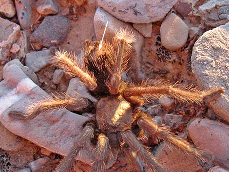 Desert Tarantula (Aphonopelma iodius)
