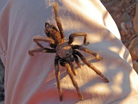 Desert Tarantula (Aphonopelma iodius)