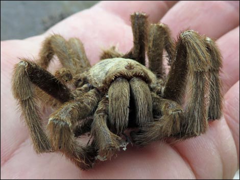 Desert Tarantula (Aphonopelma iodius)