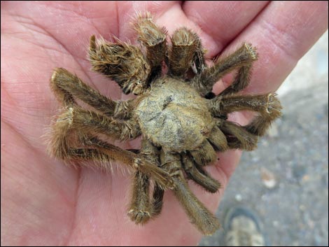 Desert Tarantula (Aphonopelma iodius)