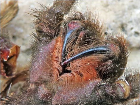 Desert Tarantula (Aphonopelma iodius)