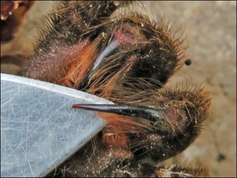 Desert Tarantula (Aphonopelma iodius)