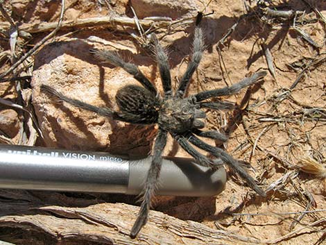 Mojave Tarantula (Aphonopelma mojave)