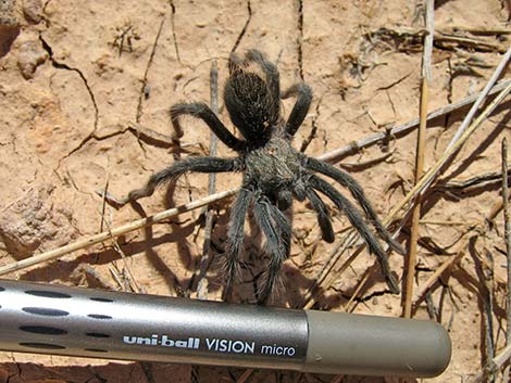 Mojave Tarantula (Aphonopelma mojave)