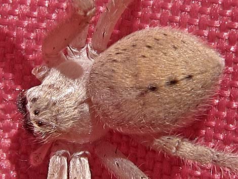 Spiders (Class Arachnida)