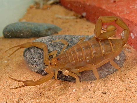 Bark Scorpion (Centruroides sculpturatus)