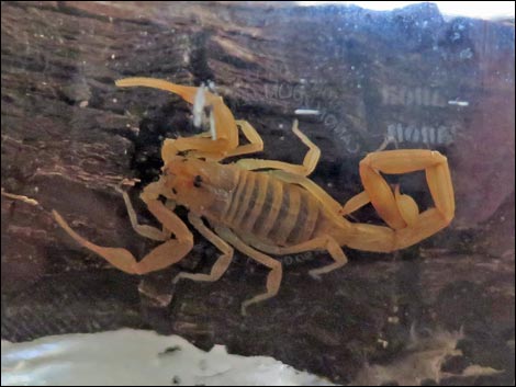 Bark Scorpion (Centruroides sculpturatus)