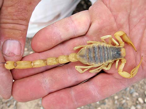 Wildlife Around Las Vegas, Giant Desert Hairy Scorpion (Hadrurus  arizonensis)