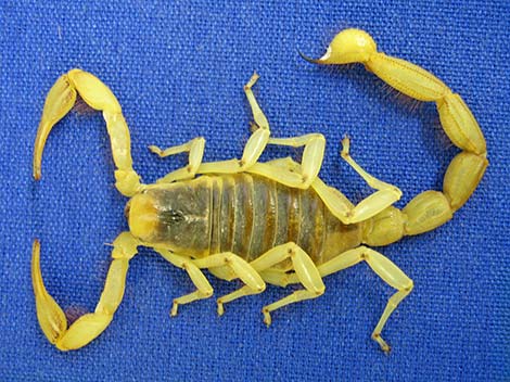 Giant Desert Hairy Scorpion (Hadrurus arizonensis)