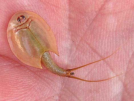 Tadpole Shrimp (Triops newberryi)