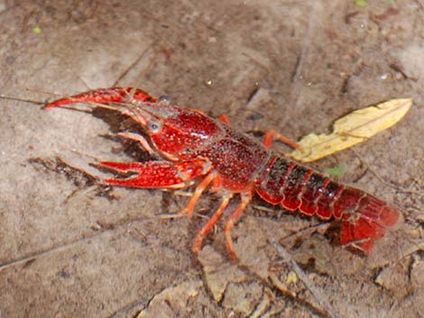 Red Swamp Crayfish (Procambarus clarkii)