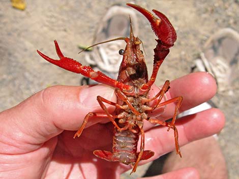 Red Swamp Crayfish (Procambarus clarkii)