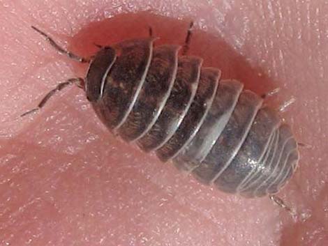 Common Pillbug (Armadillidium vulgare)