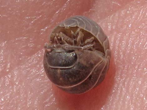 Common Pillbug (Armadillidium vulgare)