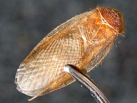 Desert Cockroack (Arenivaga)