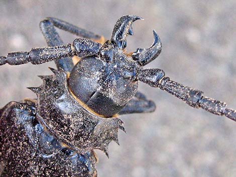 Palo Verde Root Borer (Derobrachus hovorei)