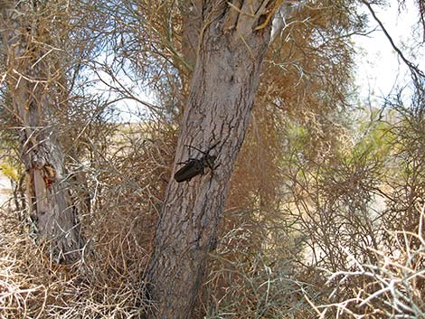 Palo Verde Root Borer (Derobrachus hovorei)