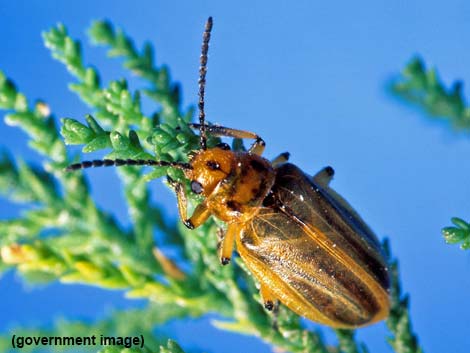 Leaf Beetle (Family Chrysomelidae)