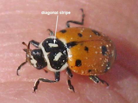 Convergent Lady Beetle (Hippodamia convergens)