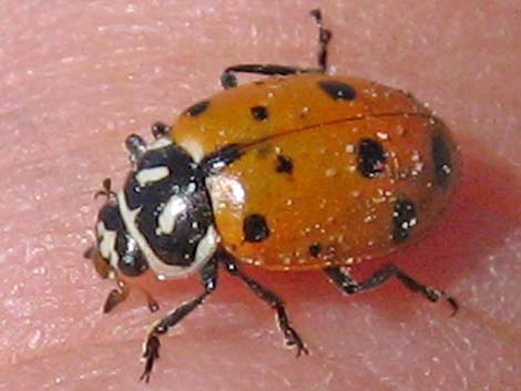 Ladybugs (Family Coccinellidae)