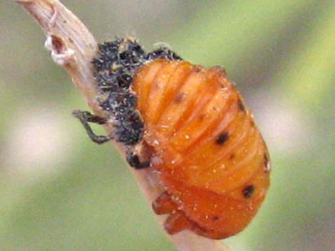 Ladybugs (Family Coccinellidae)