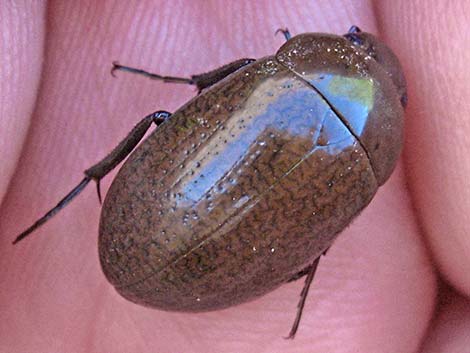 Hydrophilids (scavenging diving beetles)