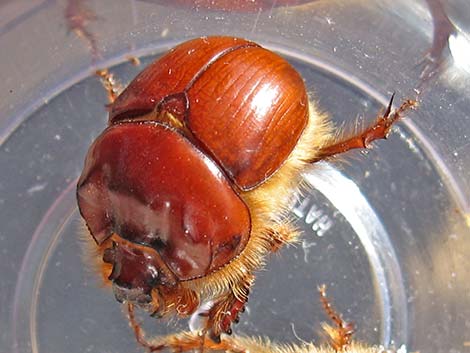 Regal Earth-Boring Dung Beetle (Bolbocerastes regalis)