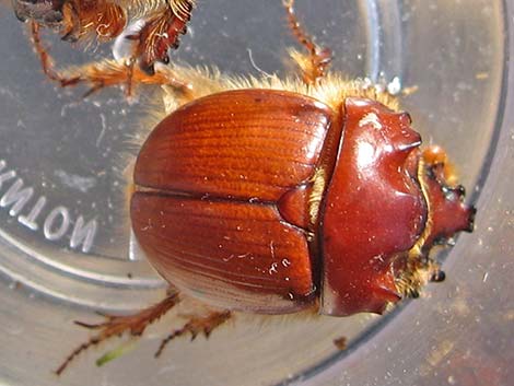 Regal Earth-Boring Dung Beetle (Bolbocerastes regalis)