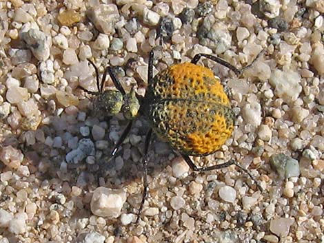 Inflated Beetle (Cysteodemus armatus)