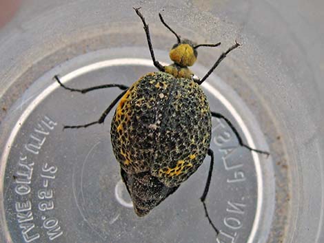 Inflated Beetle (Cysteodemus armatus)