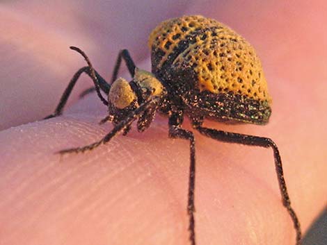 Inflated Beetle (Cysteodemus armatus)