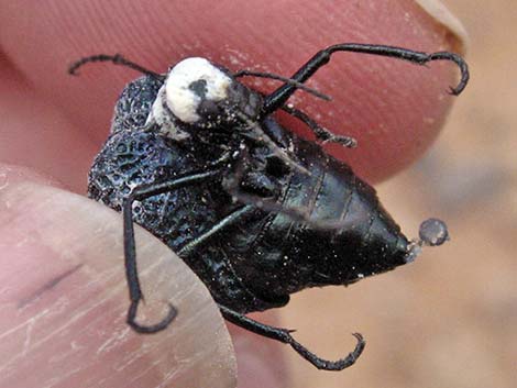 Inflated Beetle (Cysteodemus armatus)