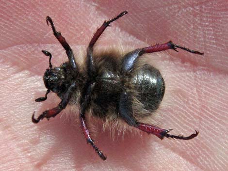 Little Bear Scarab Beetle (Paracotalpa ursina)