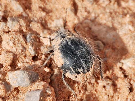 Hairy darkling beetle (Edrotes orbus)