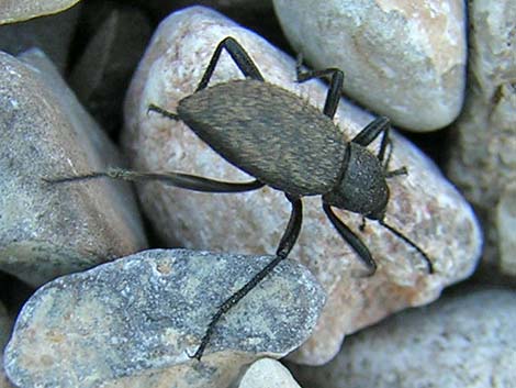 Tenebrionid Beetle (Stinkbug)