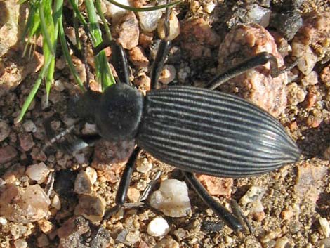 Darkling Beetles (Family Tenebrionidae)