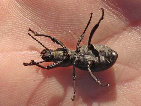 Darkling Beetles (Family Tenebrionidae)