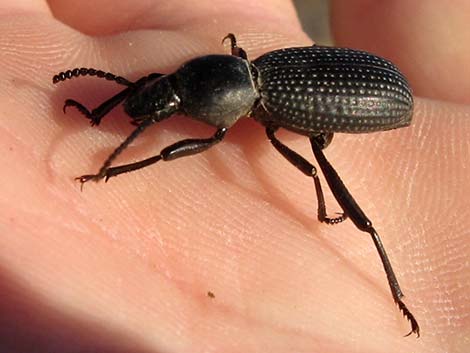 Darkling Beetles (Family Tenebrionidae)