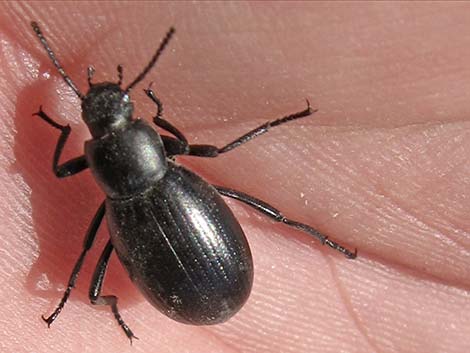 Tenebrionid Beetle (Stinkbug)