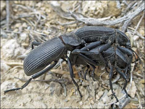 Darkling Beetles (Family Tenebrionidae)