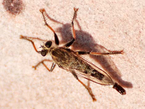 Robber Flies (Family Asilidae)