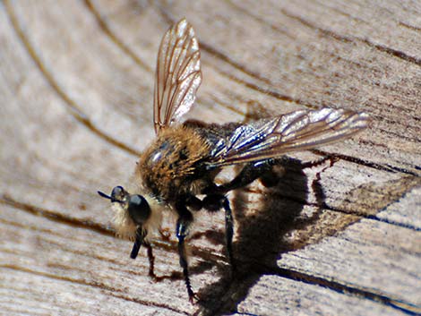 Bee-like Robber Flies (Family Asilidae, Laphria spp.)