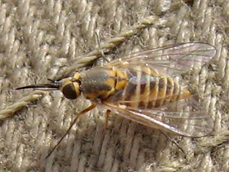 Bee Flies (Family Bombyliidae)