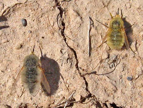 Bombyiidae, Lordotus, bee fly