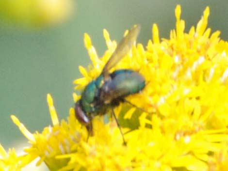 Blow-Flies (Family Calliphoridae)